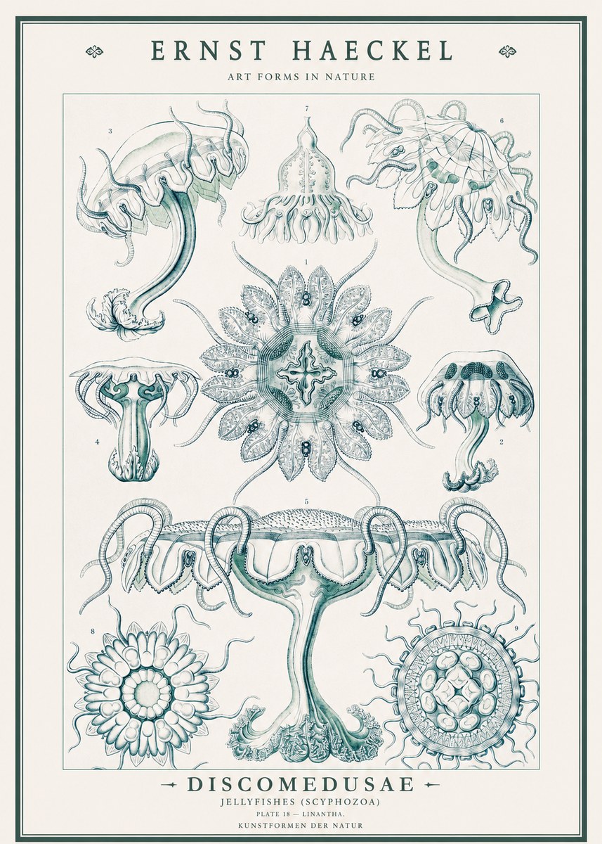 Ernst Haeckel Discomedusae. Jellyfishes. No3 - Poszter