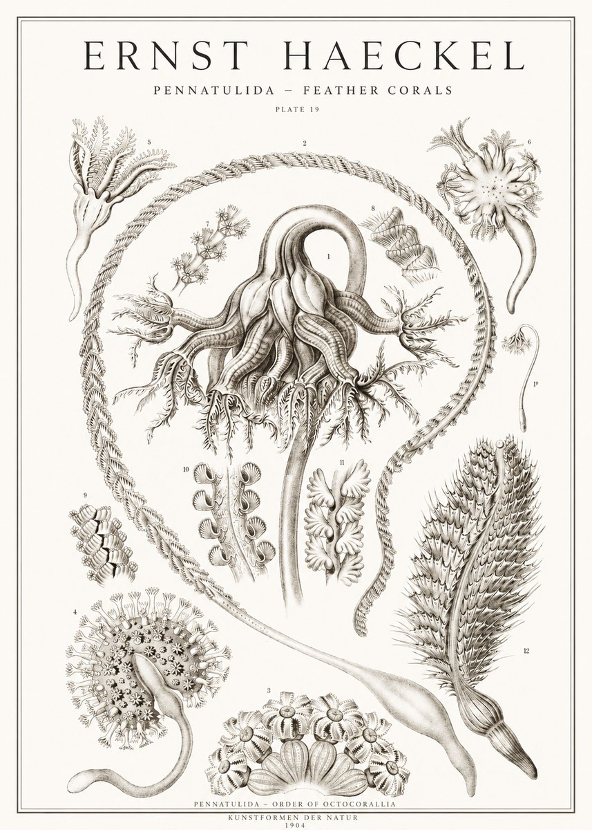 Ernst Haeckel Pennatulida - Sea Pens No2 - Poszter