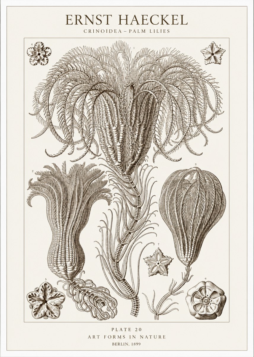 Ernst Haeckel Crinoidea - Palm Lilies No1 - Poszter