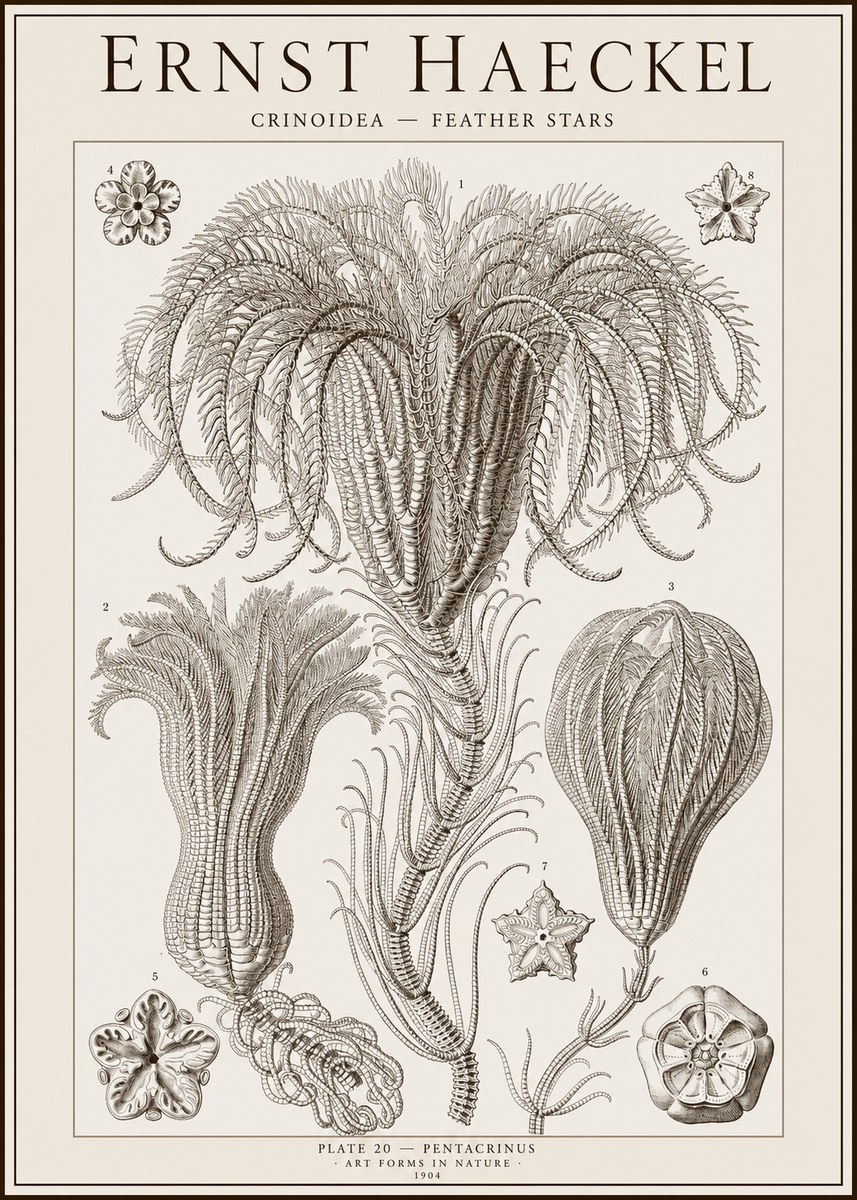 Ernst Haeckel Crinoidea - Palm Lilies No2 - Poszter