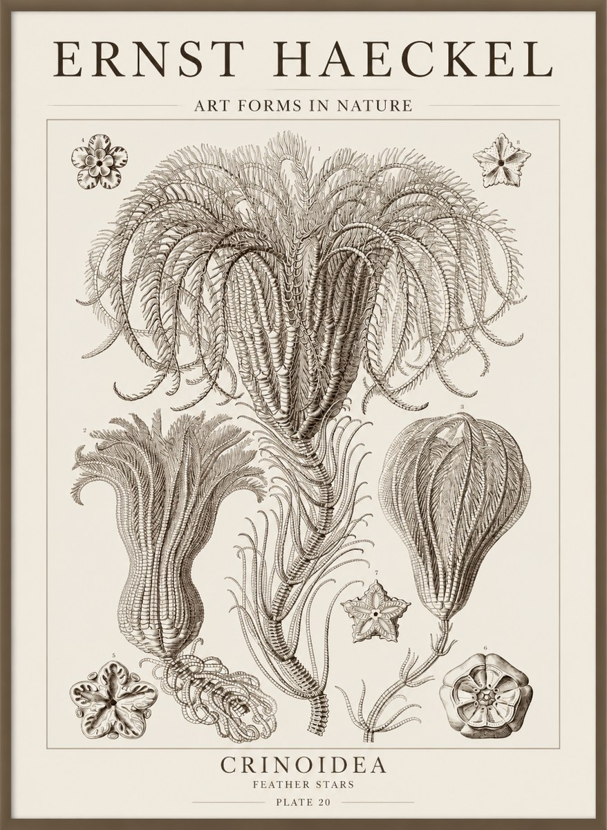 Ernst Haeckel Crinoidea - Palm Lilies No5 - Poszter