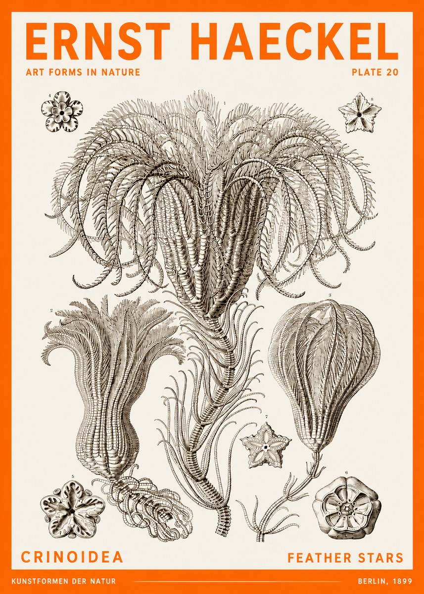 Ernst Haeckel Crinoidea - Palm Lilies No6 - Poszter