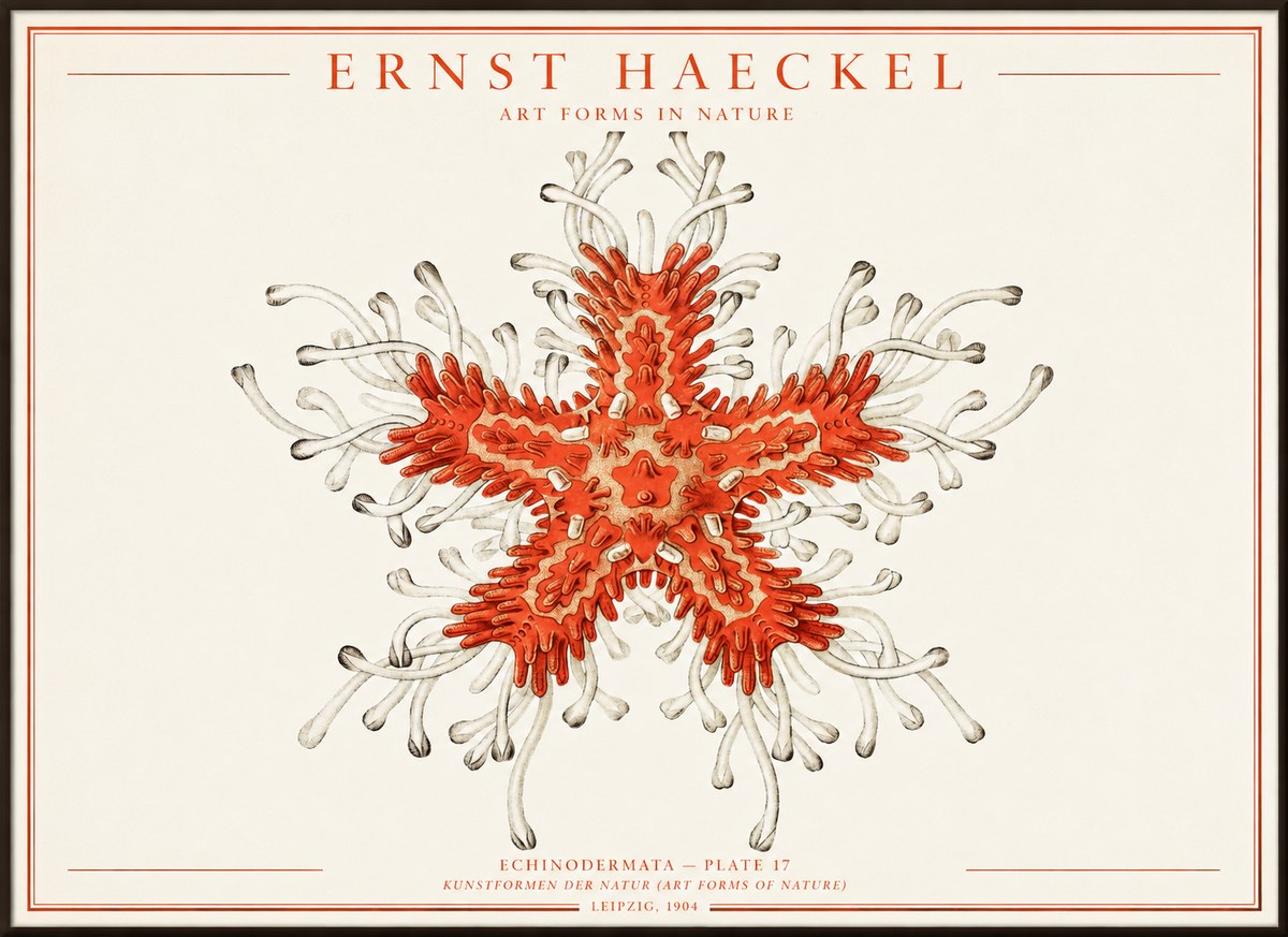 Ernst Haeckel Asteroidea Echinodermata Plate 28 No4 - Poszter