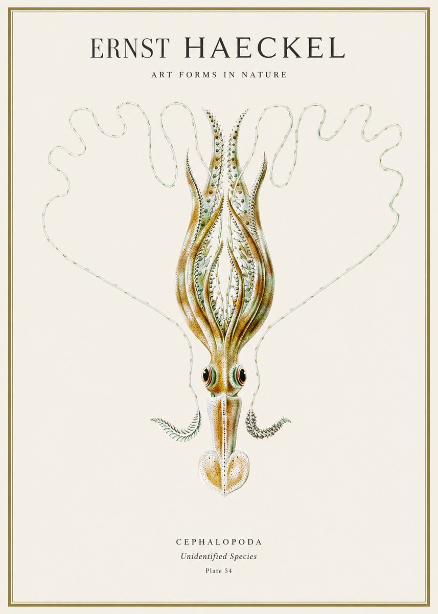 Ernst Haeckel Teuthis Pelagica No4 - Poszter