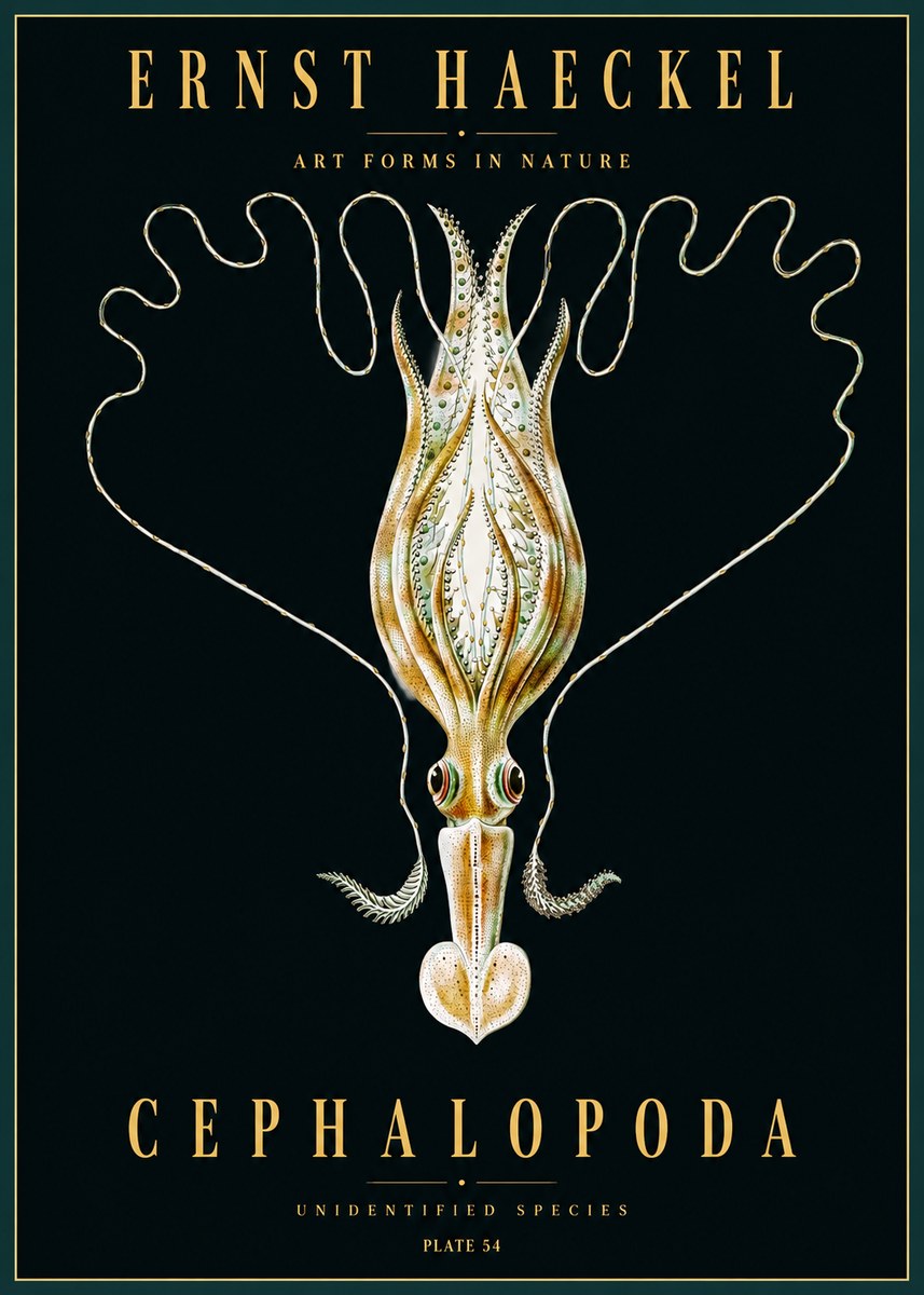 Ernst Haeckel Teuthis Pelagica No5 - Poszter