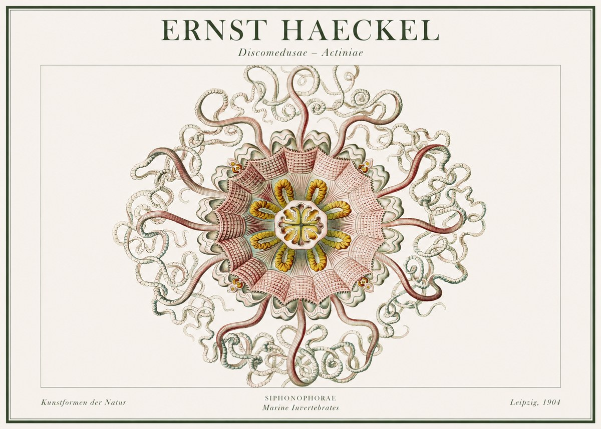 Ernst Haeckel Discomedusae – Actiniae No1 - Poszter