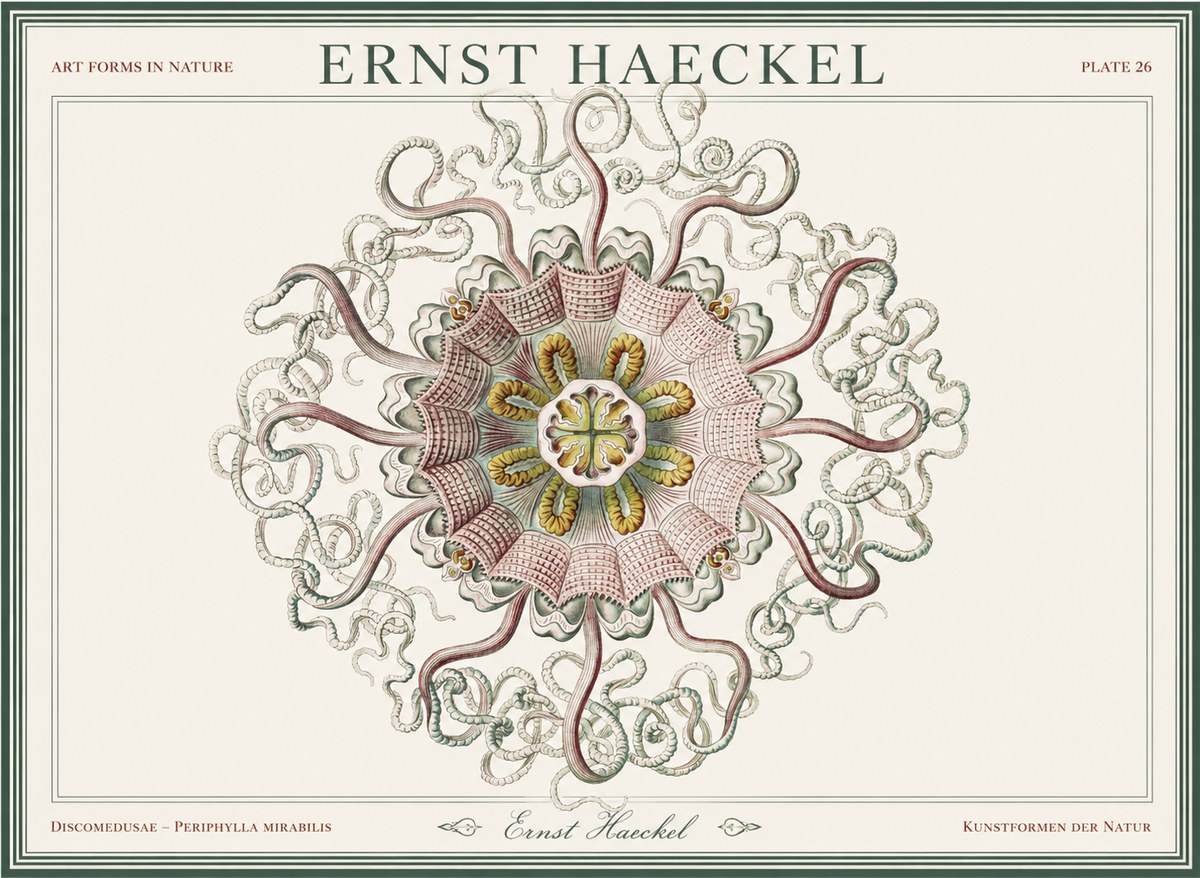 Ernst Haeckel Discomedusae – Actiniae No5 - Poszter