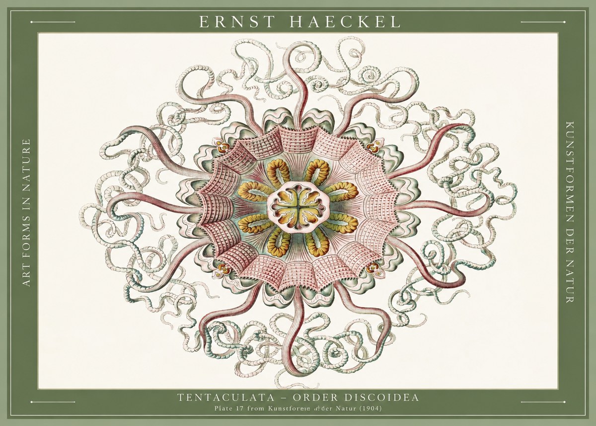 Ernst Haeckel Discomedusae – Actiniae No6 - Poszter