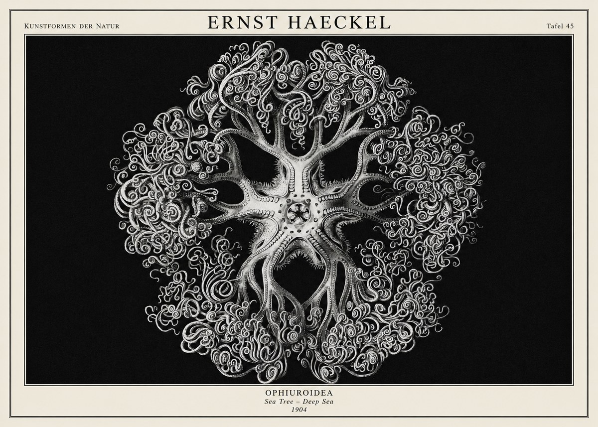 Ernst Haeckel Ophiuroidea Sea Tree - Deep Sea No1 - Poszter