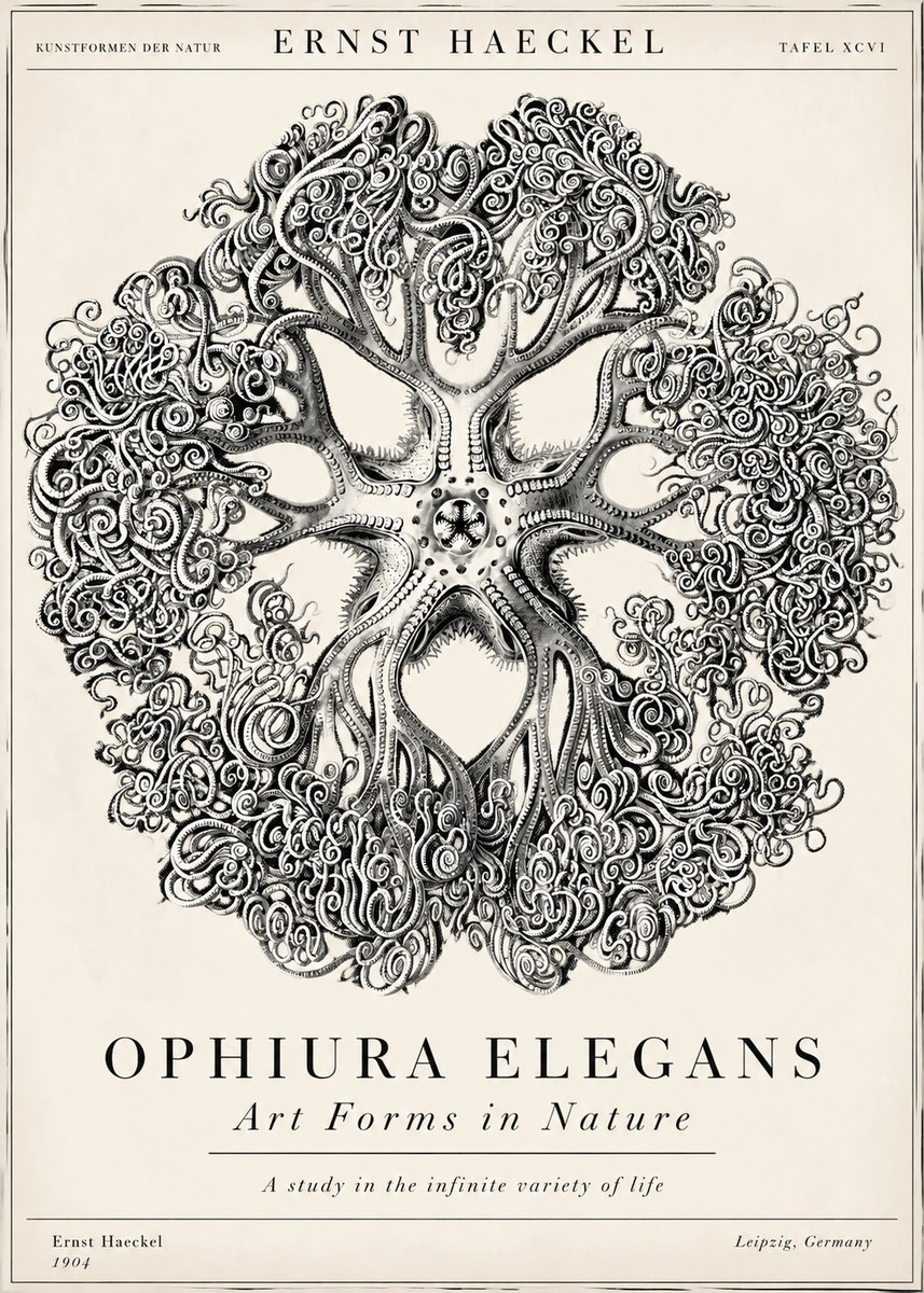 Ernst Haeckel Ophiuroidea Sea Tree - Deep Sea No6 - Poszter