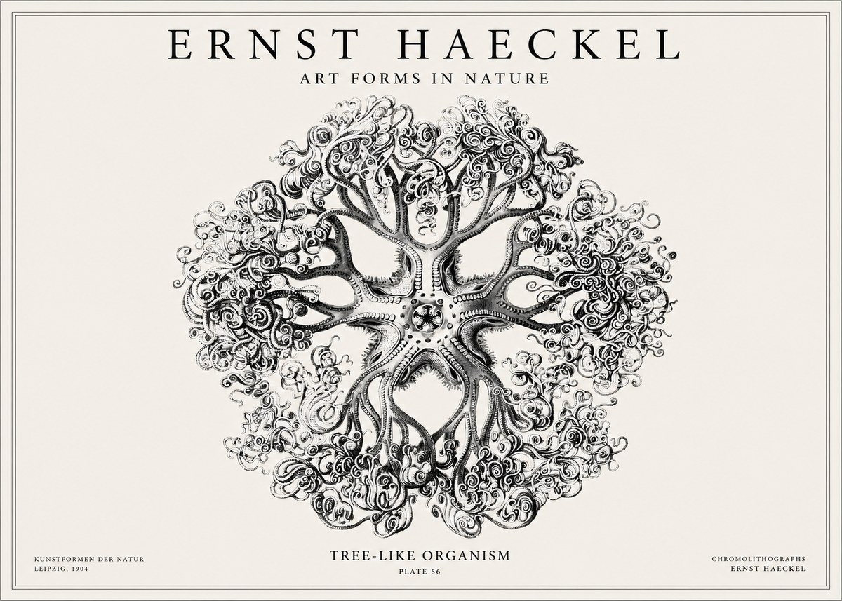 Ernst Haeckel Tree-like Organism No1 - Poszter