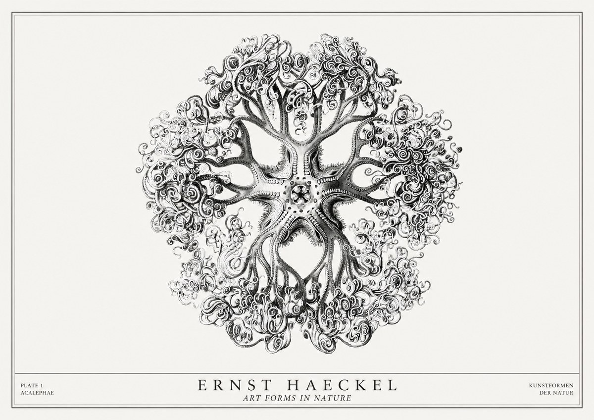 Ernst Haeckel Tree-like Organism No3 - Poszter