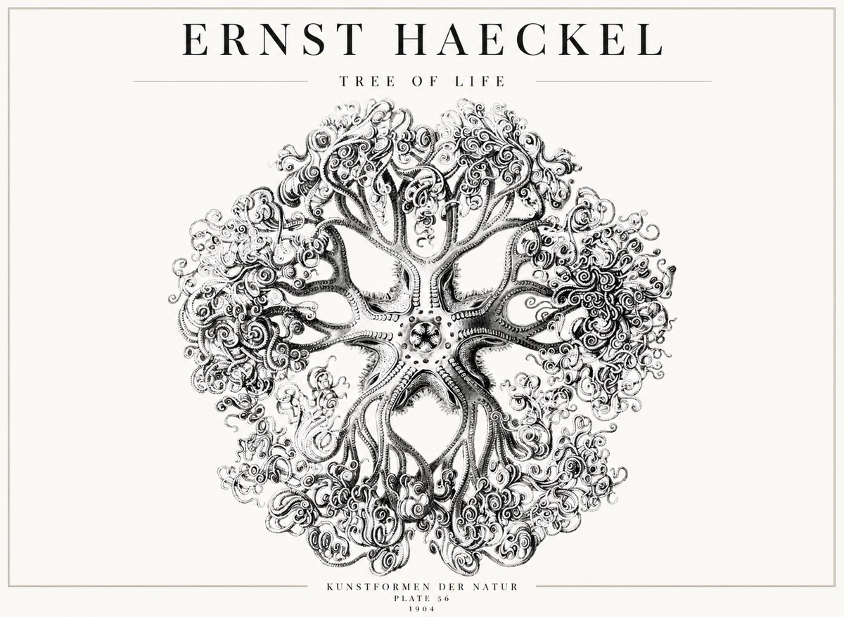 Ernst Haeckel Tree-like Organism No4 - Poszter