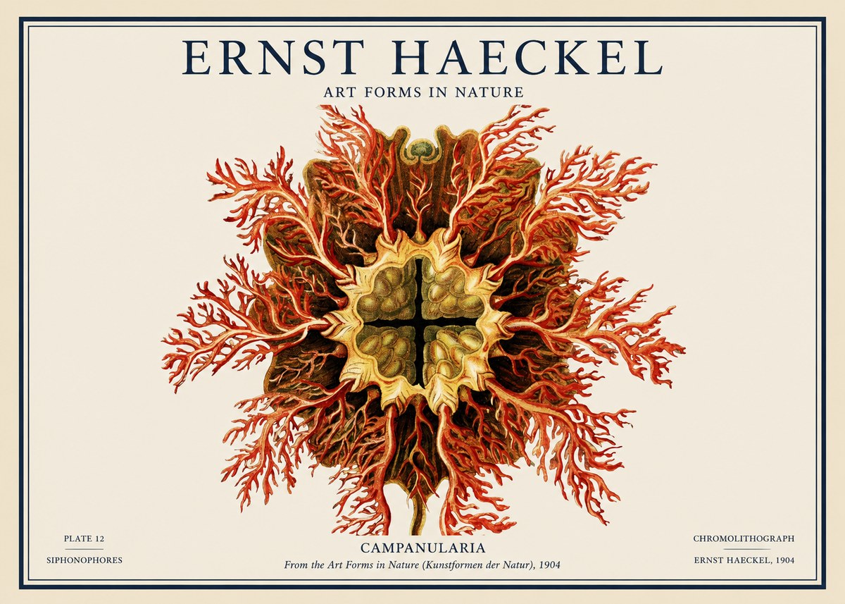 Ernst Haeckel Tetractinellida a Radiolarian from the Deep Sea No4 - Poszter