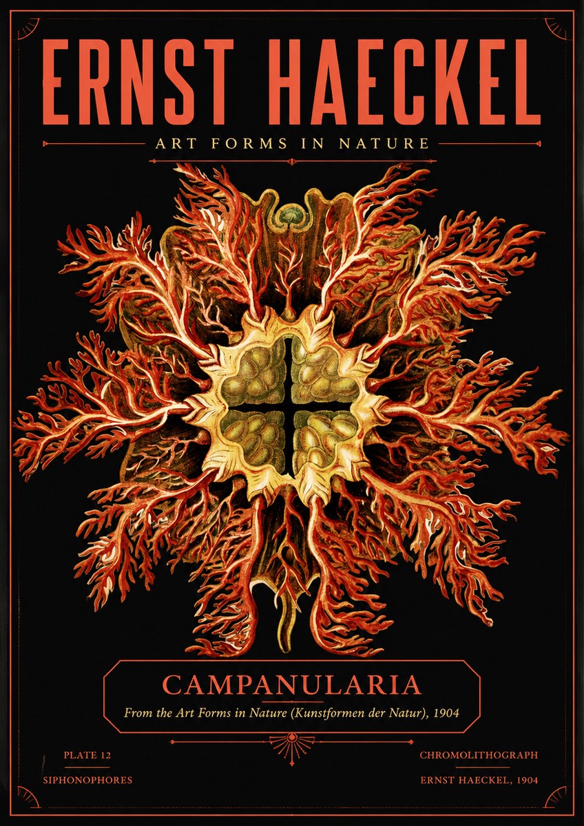 Ernst Haeckel Tetractinellida a Radiolarian from the Deep Sea No5 - Poszter