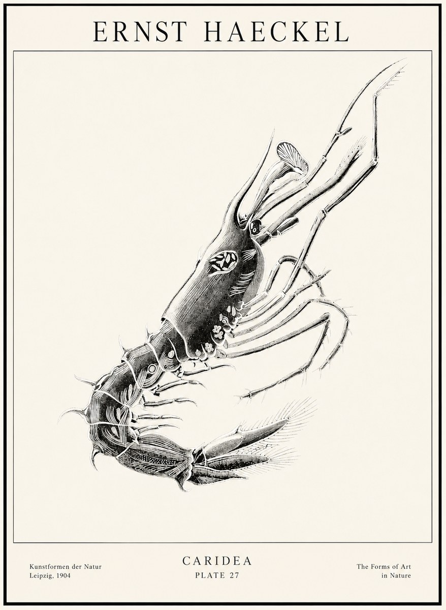 Ernst Haeckel Caridea Plate 27 No1 - Poszter