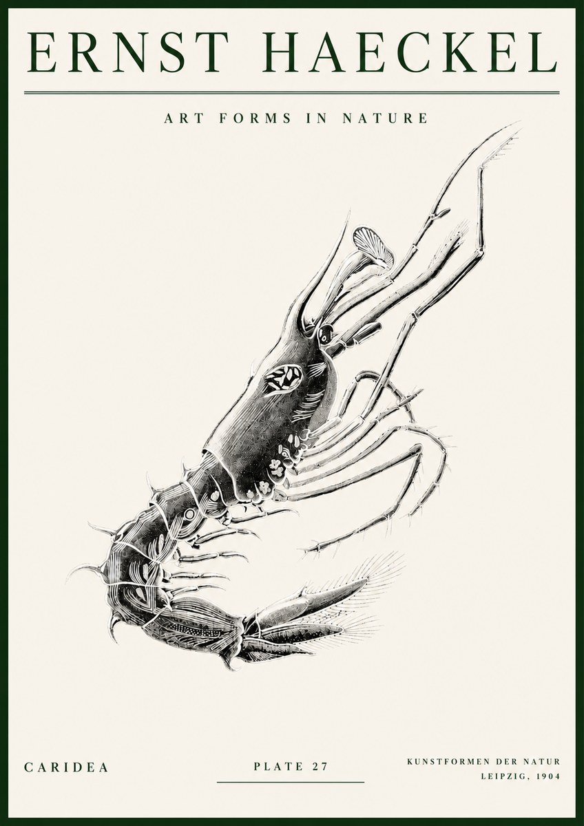 Ernst Haeckel Caridea Plate 27 No3 - Poszter