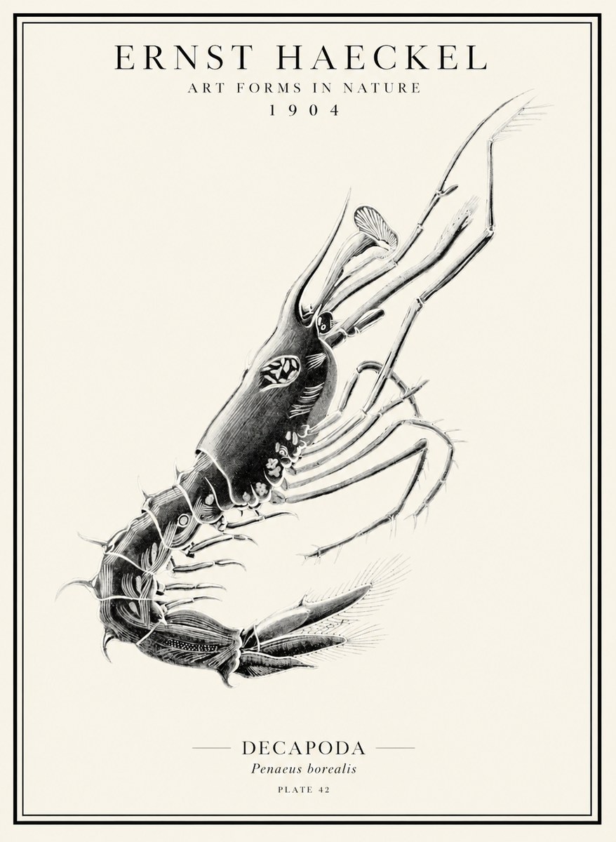 Ernst Haeckel Caridea Plate 27 No5 - Poszter