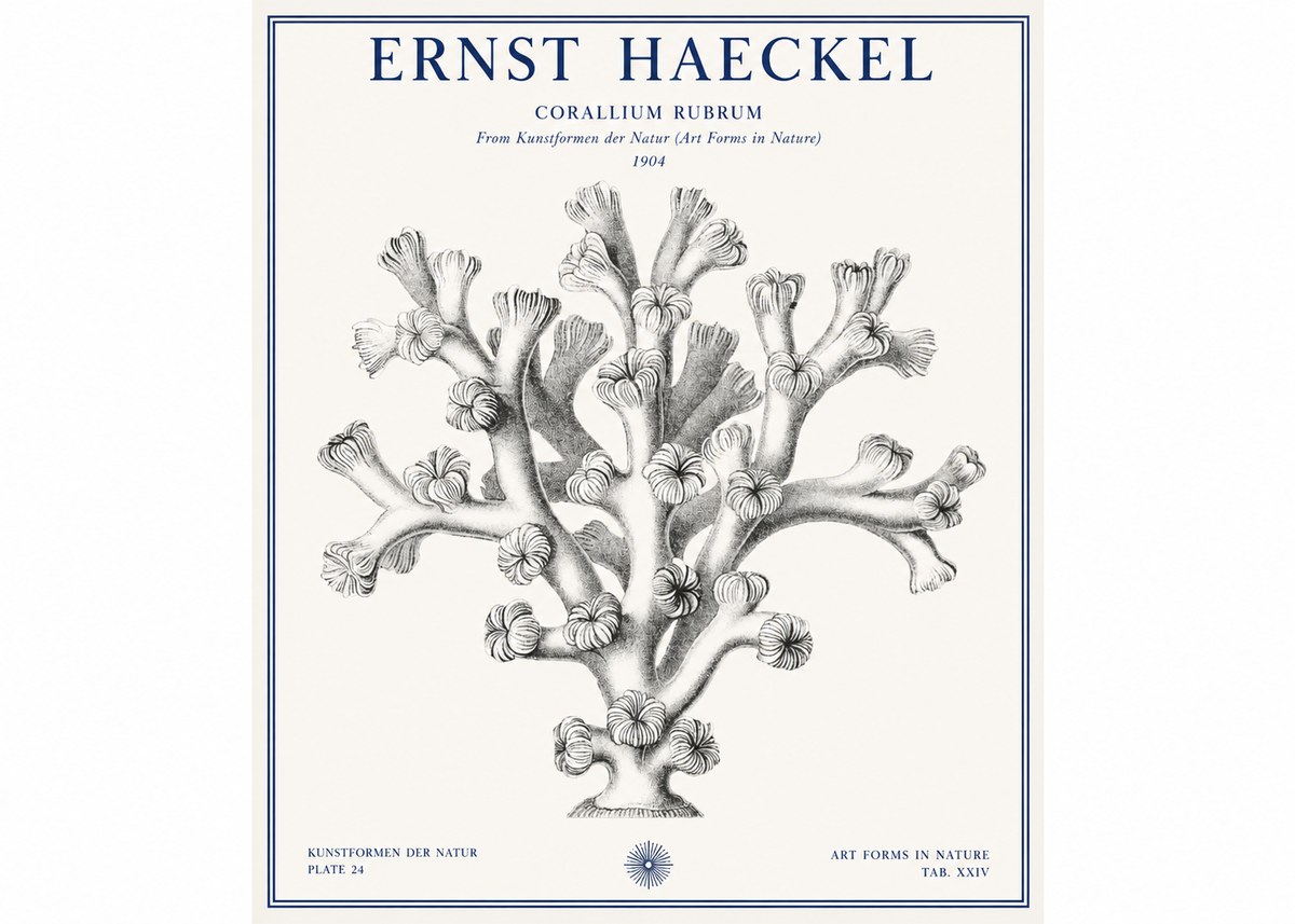 Ernst Haeckel Corallium Rubrum II No1 - Poszter