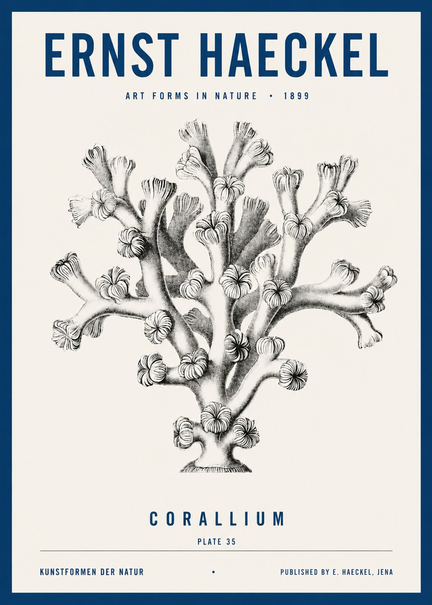 Ernst Haeckel Corallium Rubrum II No4 - Poszter