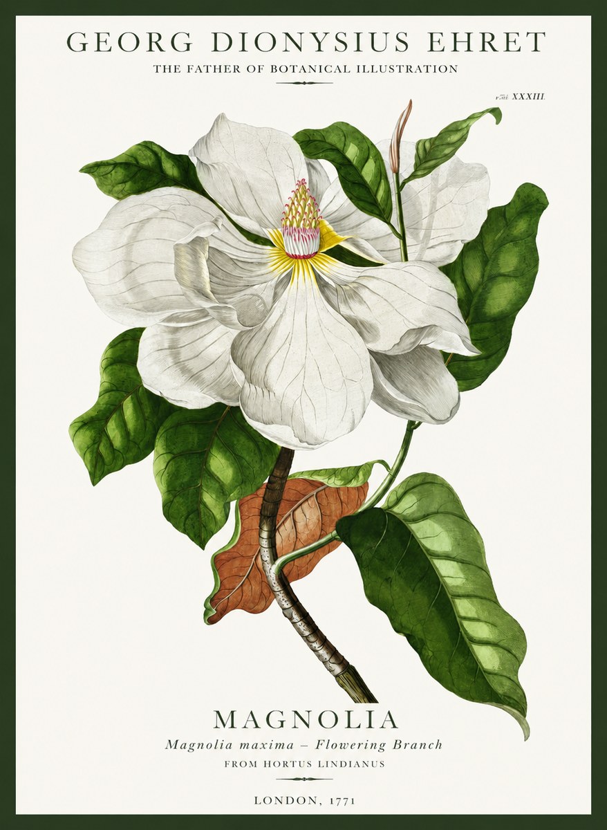 Georg Dionysius Ehret Magnolia Maxima - Flowering Branch No1 - Poszter