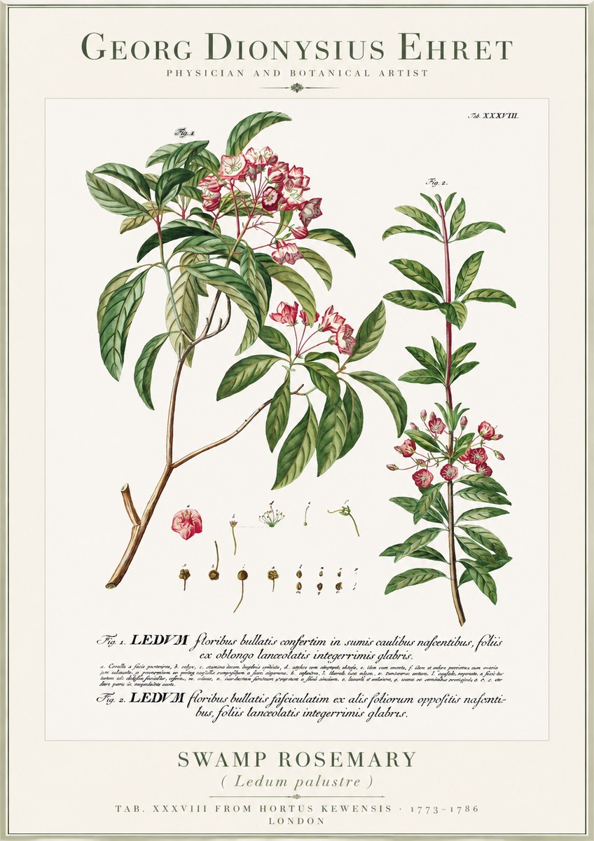 Georg Dionysius Ehret Swamp Rosemary (Ledum Palustre) No1 - Poszter