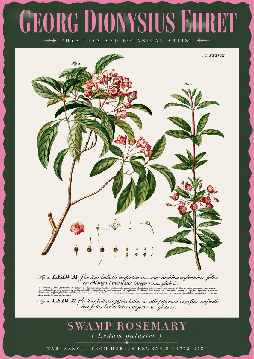 Georg Dionysius Ehret Swamp Rosemary (Ledum Palustre) No2 - Poszter