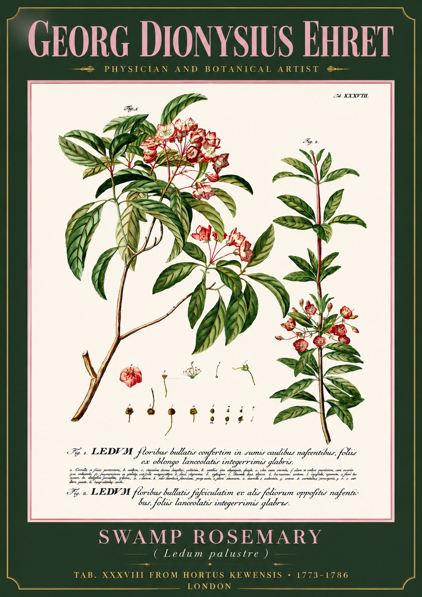 Georg Dionysius Ehret Swamp Rosemary (Ledum Palustre) No6 - Poszter