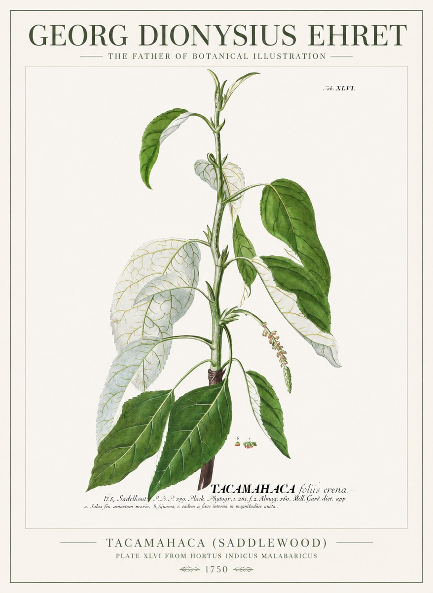Georg Dionysius Ehret Tacamahaca (Saddlewood) No1 - Poszter