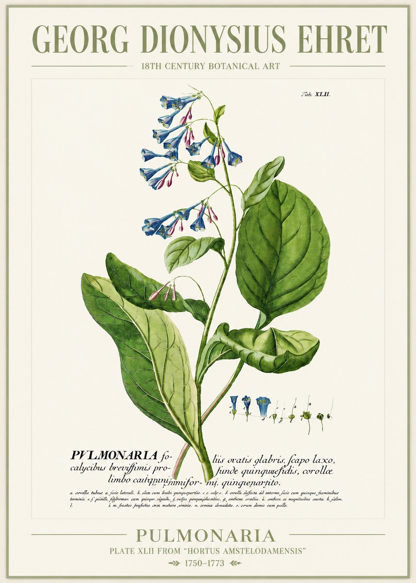 Georg Dionysius Ehret Pulmonaria No4 - Poszter