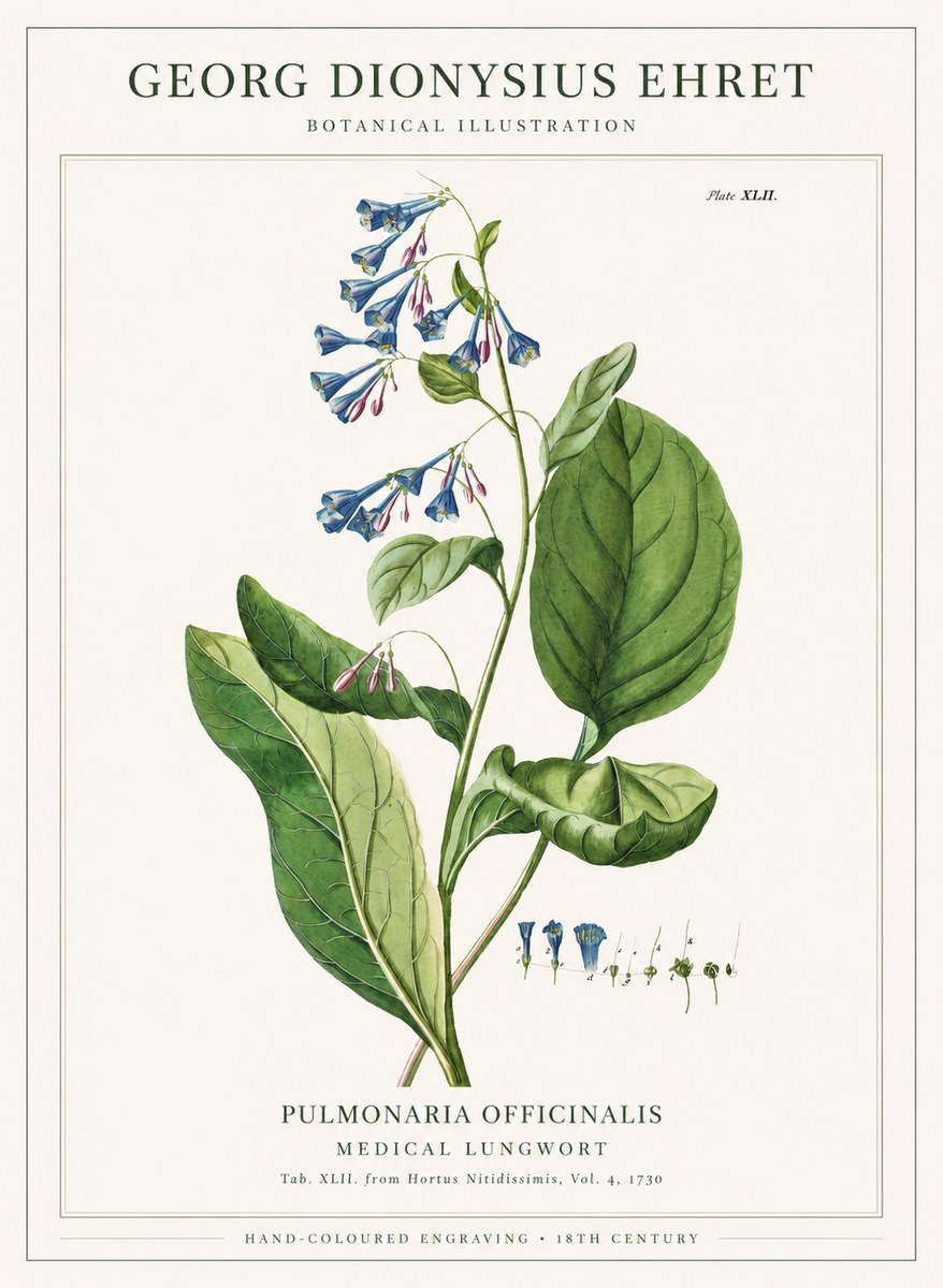 Georg Dionysius Ehret Pulmonaria No6 - Poszter