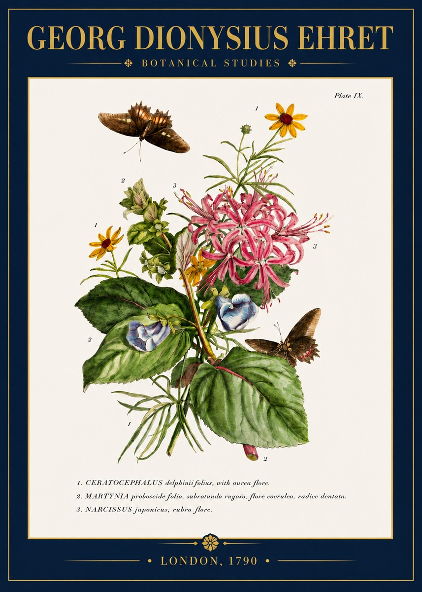 Georg Dionysius Ehret Botanical Studies - Plate Ix No4 - Poszter