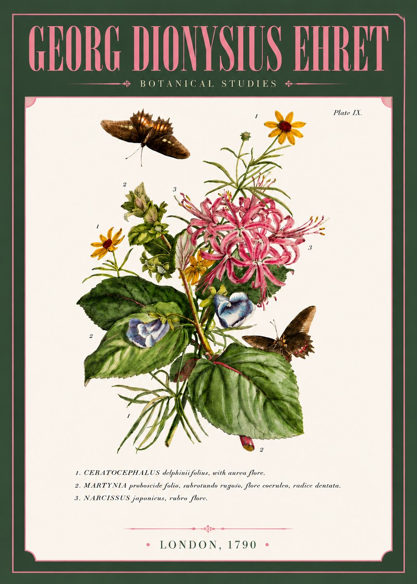 Georg Dionysius Ehret Botanical Studies - Plate Ix No6 - Poszter