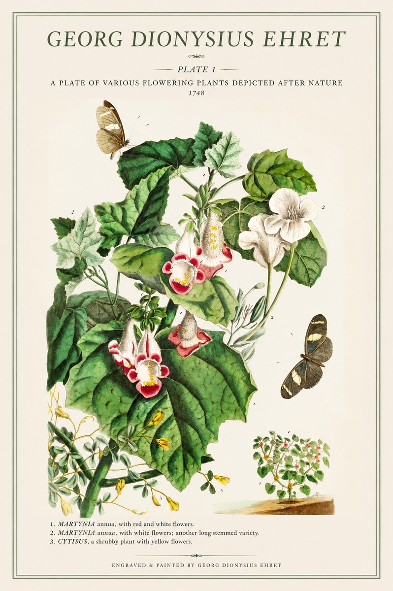 Georg Dionysius Ehret A Plate of Various Flowering Plants Depicted After Nature 1748 No1 - Poszter
