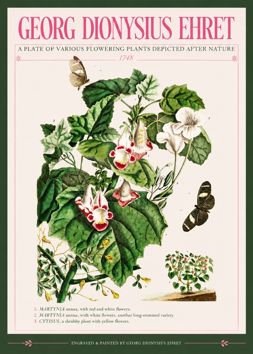 Georg Dionysius Ehret A Plate of Various Flowering Plants Depicted After Nature 1748 No3 - Poszter