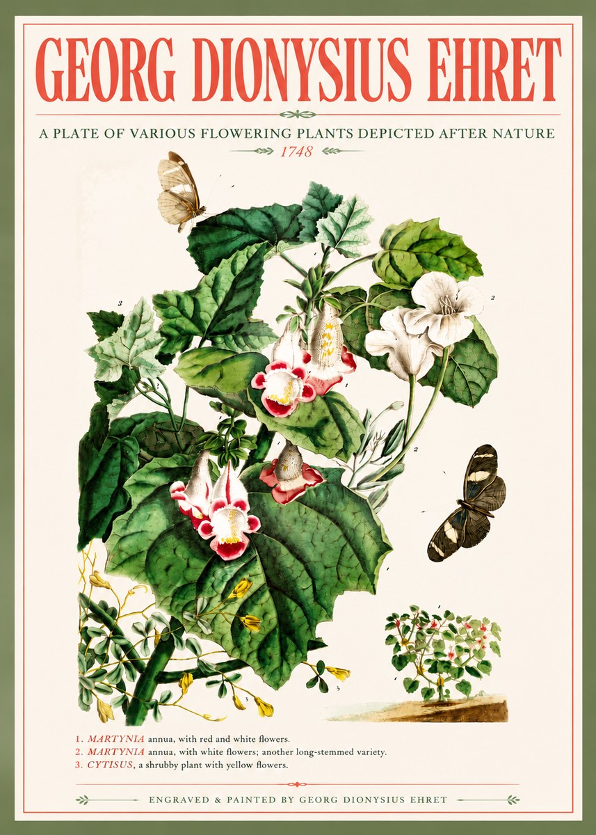 Georg Dionysius Ehret A Plate of Various Flowering Plants Depicted After Nature 1748 No5 - Poszter