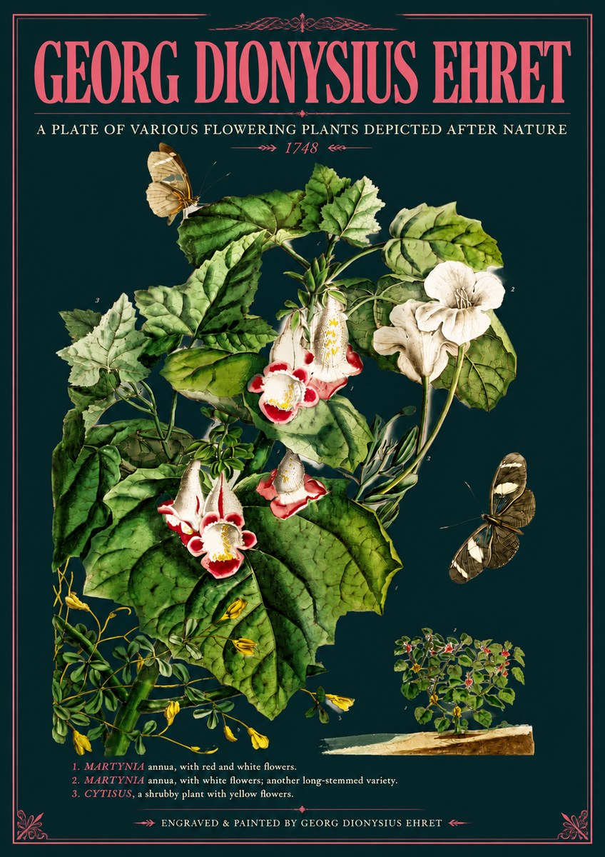 Georg Dionysius Ehret A Plate of Various Flowering Plants Depicted After Nature 1748 No6 - Poszter