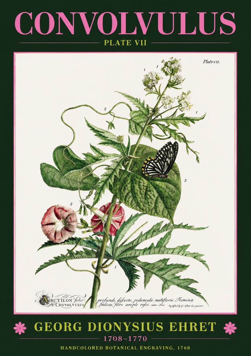 Georg Dionysius Ehret Convolvulus - Plate Vii No2 - Poszter