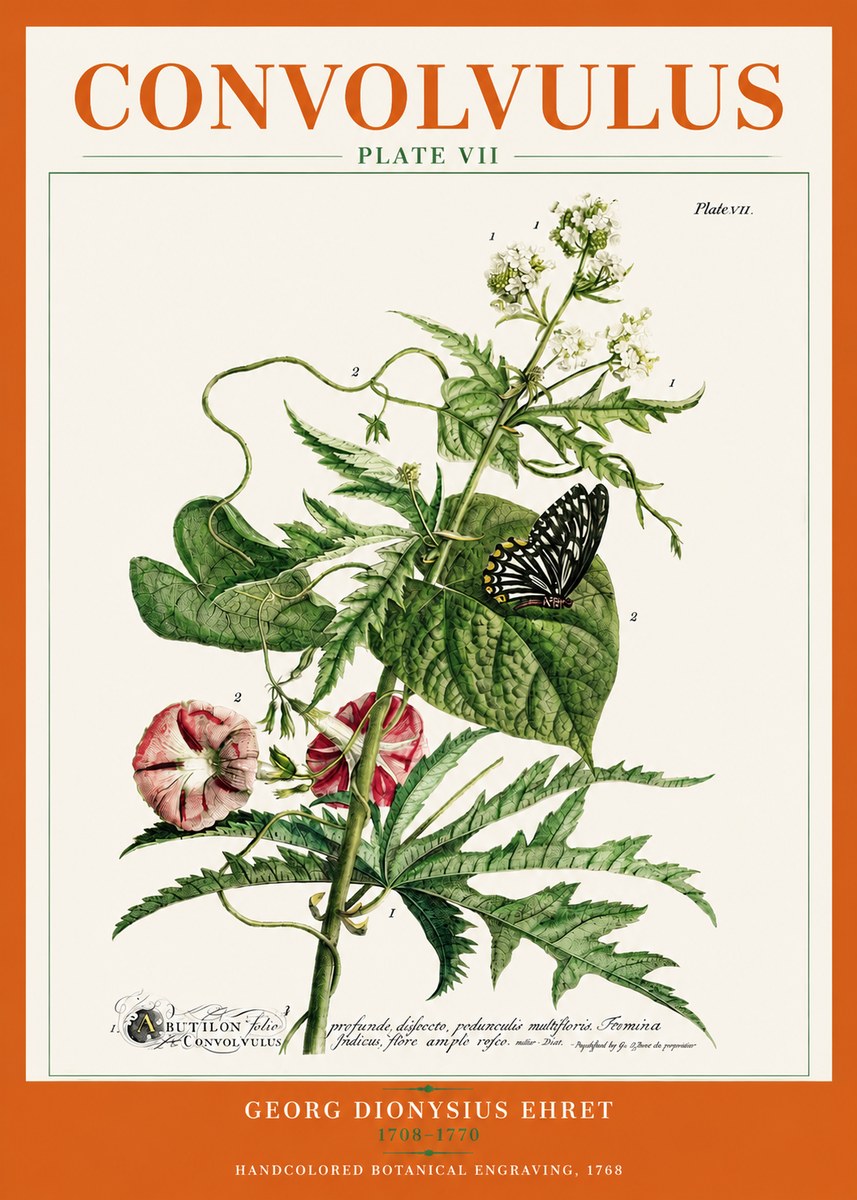 Georg Dionysius Ehret Convolvulus - Plate Vii No3 - Poszter