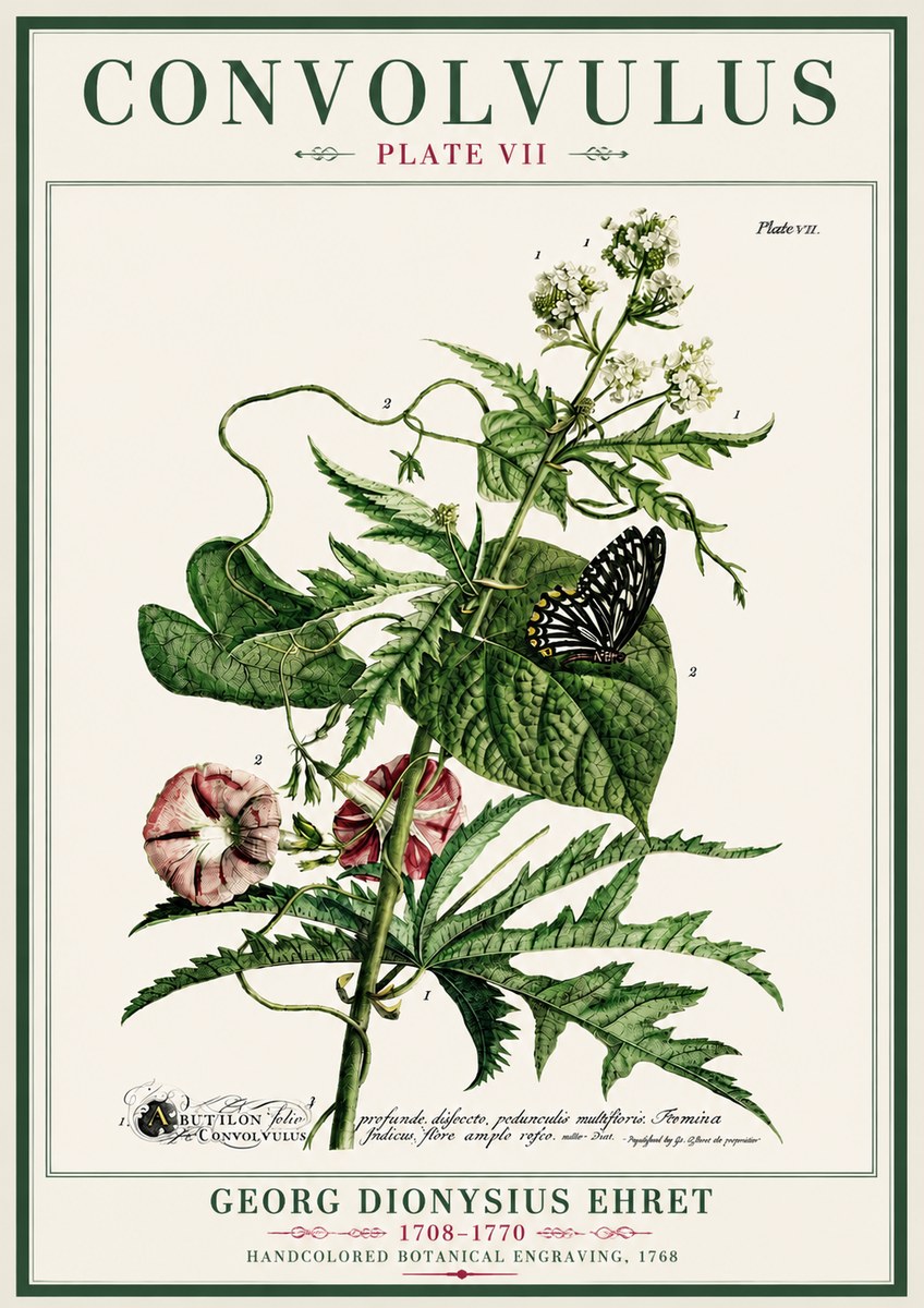 Georg Dionysius Ehret Convolvulus - Plate Vii No4 - Poszter
