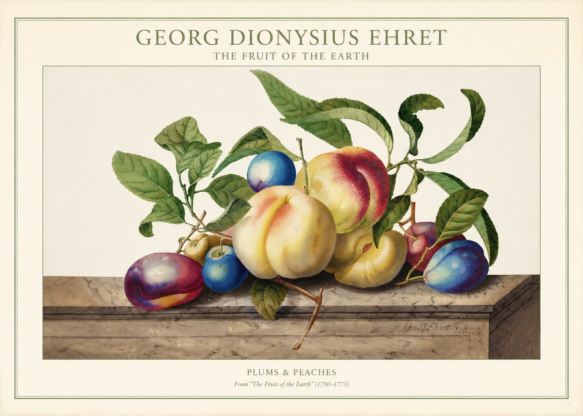 Georg Dionysius Ehret Plums & Peaches No1 - Poszter