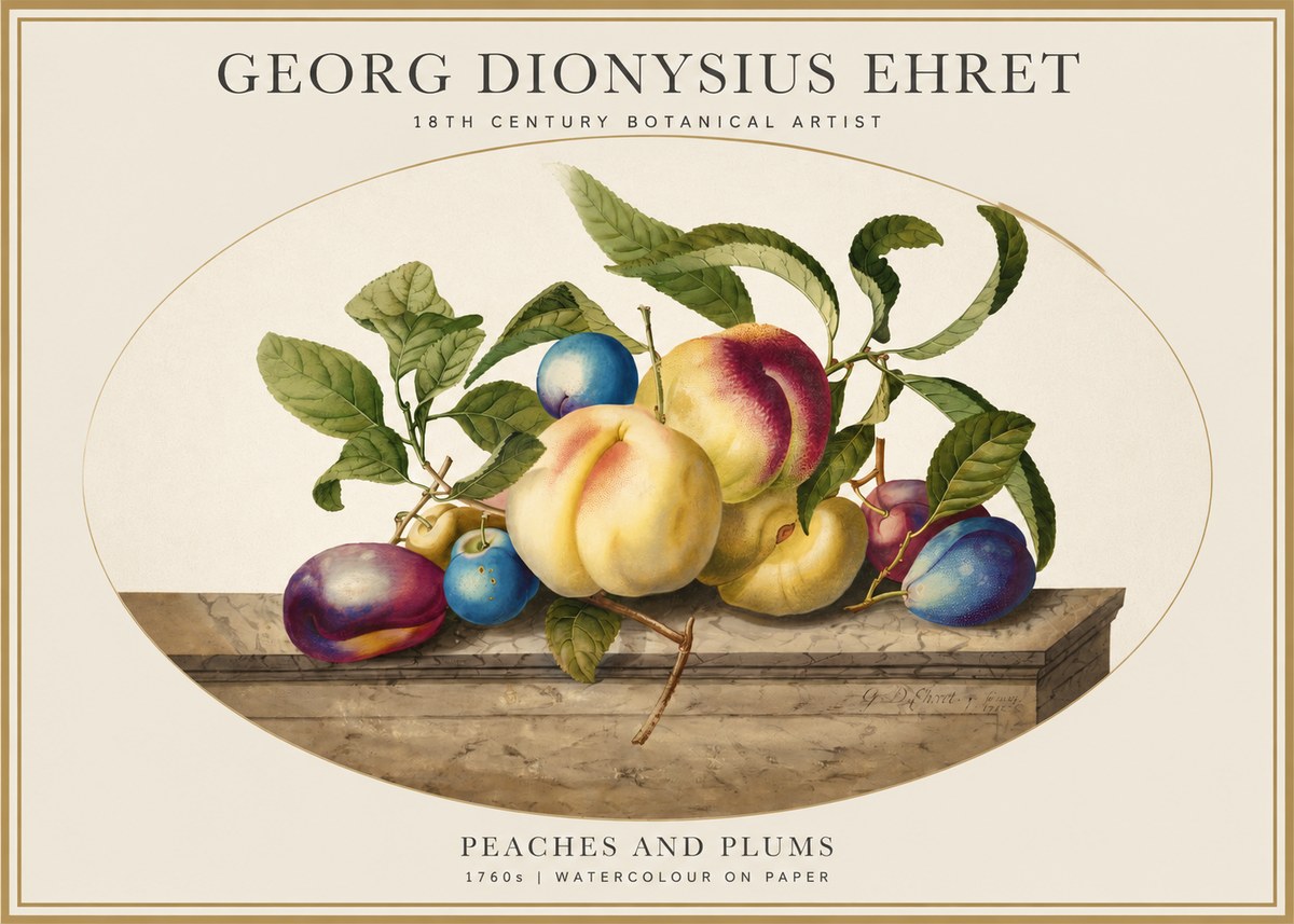 Georg Dionysius Ehret Plums & Peaches No5 - Poszter