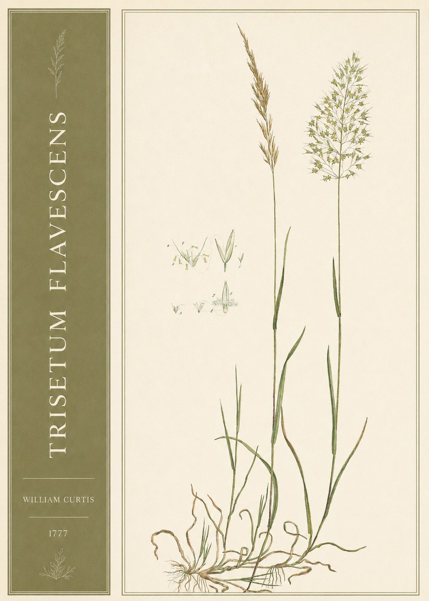 William Curtis Trisetum Flavescens I No2 - Poszter