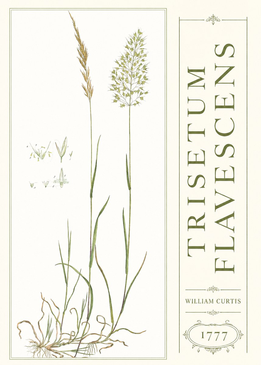 William Curtis Trisetum Flavescens I No3 - Poszter