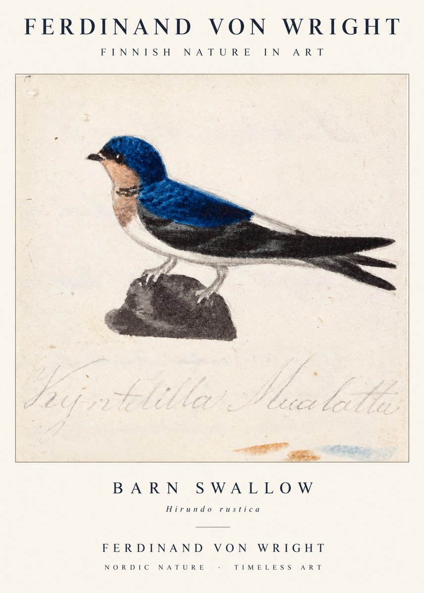 Ferdinand von Wright Swallow (Hirundo Rustica) No2 - Poszter
