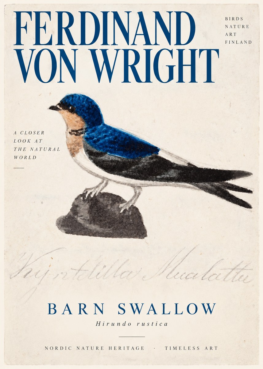 Ferdinand von Wright Swallow (Hirundo Rustica) No3 - Poszter