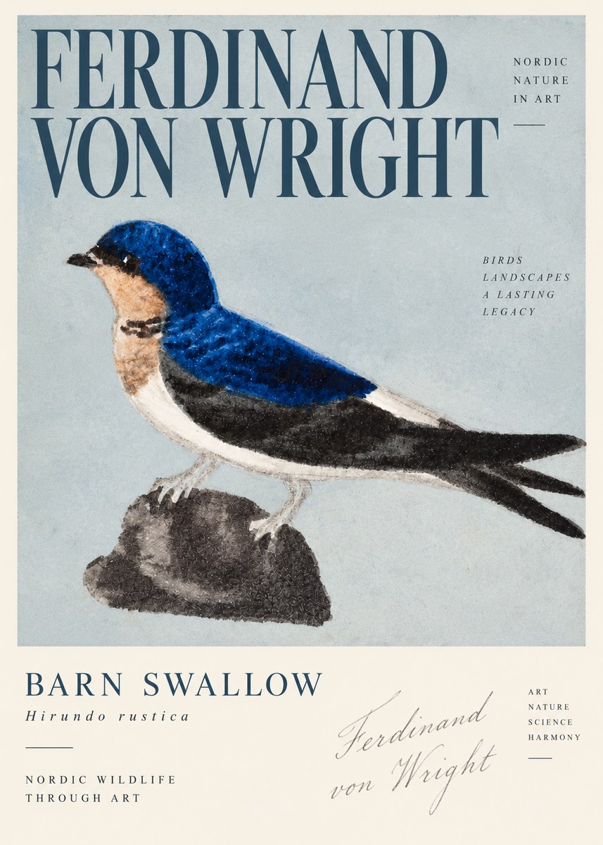 Ferdinand von Wright Swallow (Hirundo Rustica) No4 - Poszter