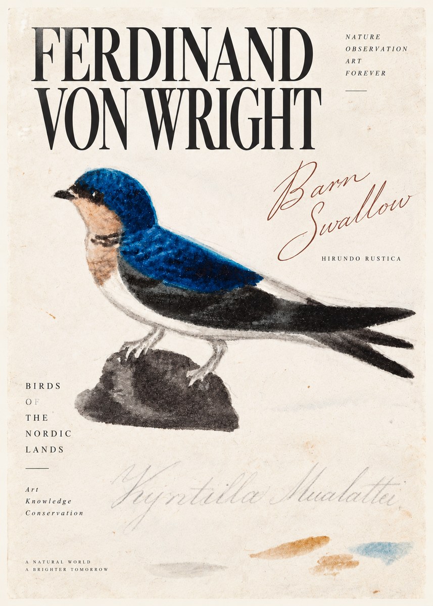 Ferdinand von Wright Swallow (Hirundo Rustica) No5 - Poszter