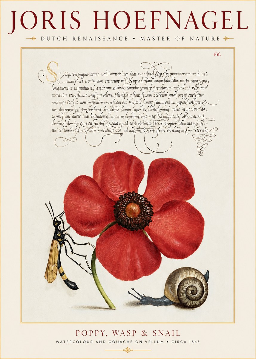 Joris Hoefnagel Poppy, Wasp & Snail No1 - Poszter