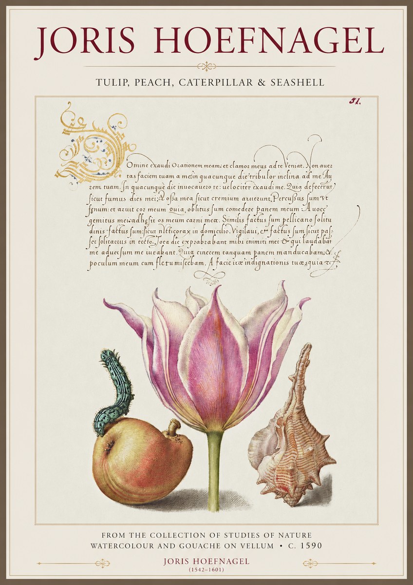 Joris Hoefnagel Tulip, Peach, Caterpillar & Seashell No1 - Poszter